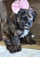 Twila , a female Miniature Goldendoodle for sale in Saint Cloud, FL – 2 of 3