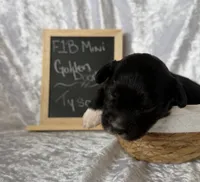Tyson, a male Miniature Goldendoodle for sale in Saint Cloud, FL – 2 of 3
