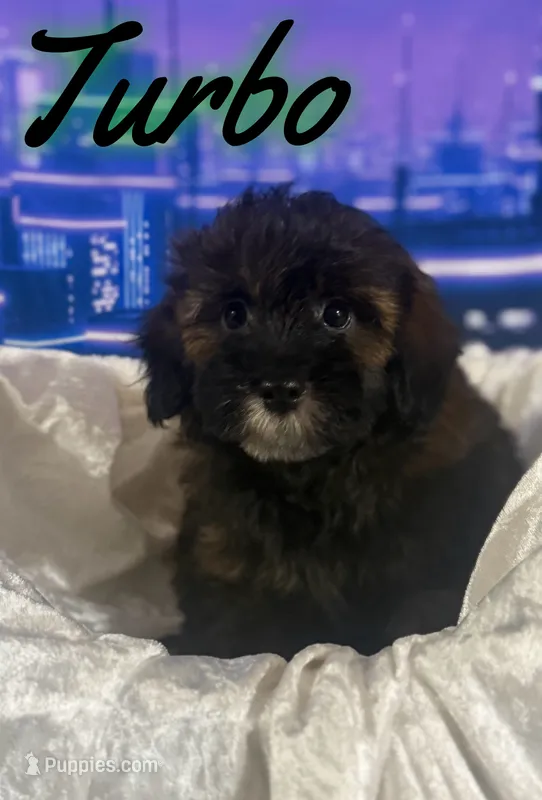 Turbo – Miniature Goldendoodle puppy for sale in Saint Cloud, FL