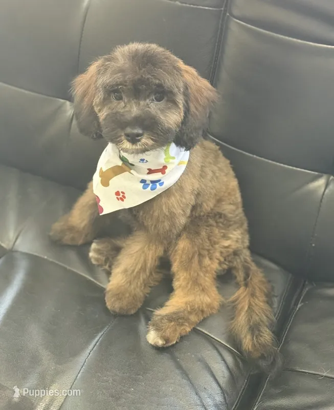 Turbo – Miniature Goldendoodle puppy for sale in Saint Cloud, FL