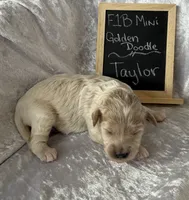 Taylor, a female Miniature Goldendoodle for sale in Saint Cloud, FL – 3 of 3