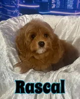 Rascal, a male Miniature Goldendoodle for sale in Saint Cloud, FL – 2 of 3