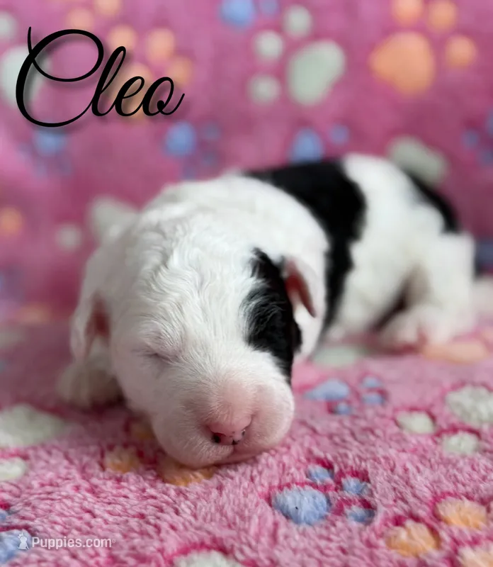 Cleo*mini* – Sheepadoodle puppy for sale in Saint Cloud, FL