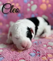 Cleo*mini*, a female Sheepadoodle for sale in Saint Cloud, FL – 1 of 5