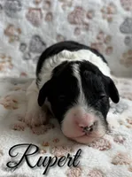 Rupert*Mini*, a male Sheepadoodle for sale in Saint Cloud, FL – 1 of 5