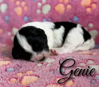Genie*mini*, a female Sheepadoodle for sale in Saint Cloud, FL – 1 of 5