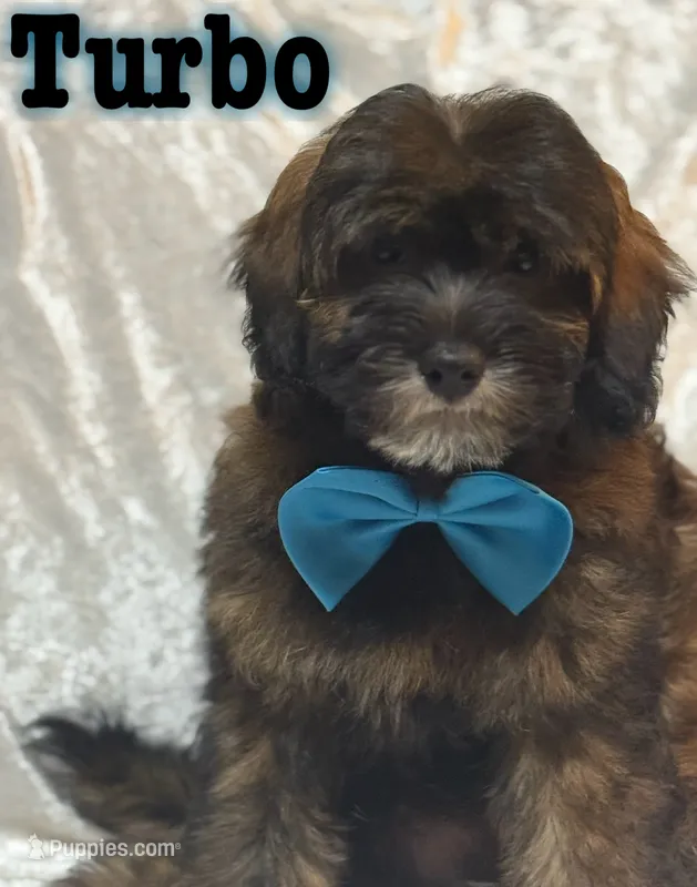 Turbo – Miniature Goldendoodle puppy for sale in Saint Cloud, FL