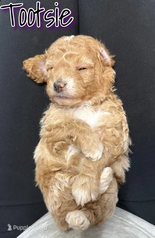 Tootsie  – Miniature Goldendoodle puppy for sale in Saint Cloud, FL