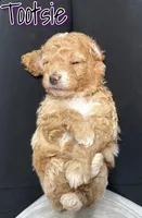 Tootsie , a female Miniature Goldendoodle for sale in Saint Cloud, FL – 3 of 6