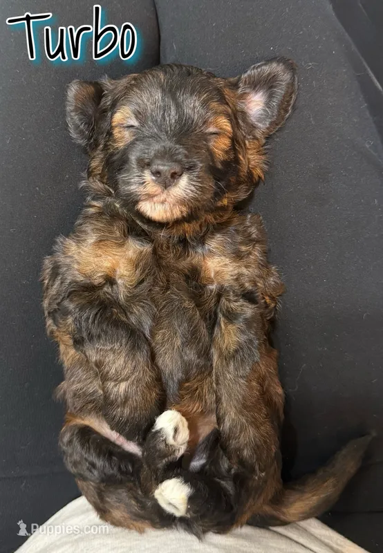 Turbo – Miniature Goldendoodle puppy for sale in Saint Cloud, FL