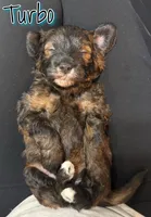 Turbo, a male Miniature Goldendoodle for sale in Saint Cloud, FL – 2 of 5