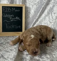 Tootsie , a female Miniature Goldendoodle for sale in Saint Cloud, FL – 2 of 3