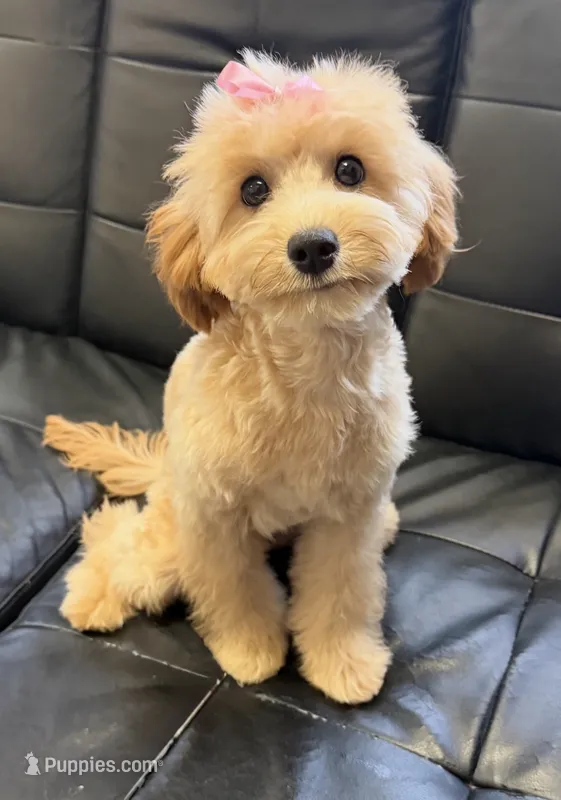 Roxie – Miniature Goldendoodle puppy for sale in Saint Cloud, FL
