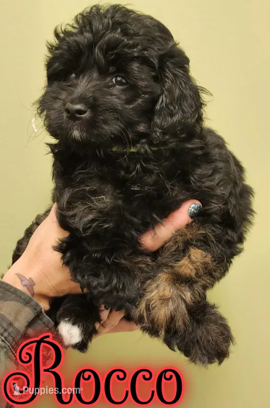 Rocco  – Miniature Goldendoodle puppy for sale in Saint Cloud, FL