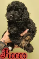 Rocco , a male Miniature Goldendoodle for sale in Saint Cloud, FL – 4 of 8