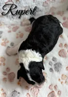 Rupert*Mini*, a male Sheepadoodle for sale in Saint Cloud, FL – 3 of 5