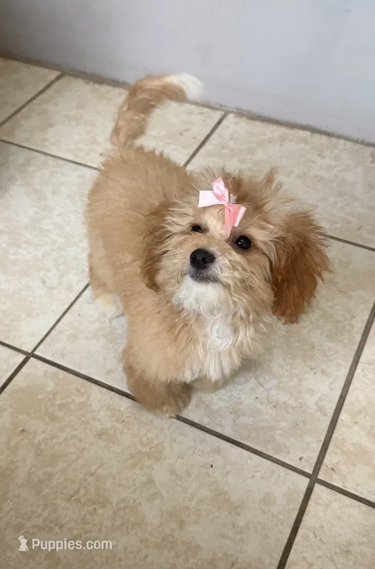Tootsie  – Miniature Goldendoodle puppy for sale in Saint Cloud, FL