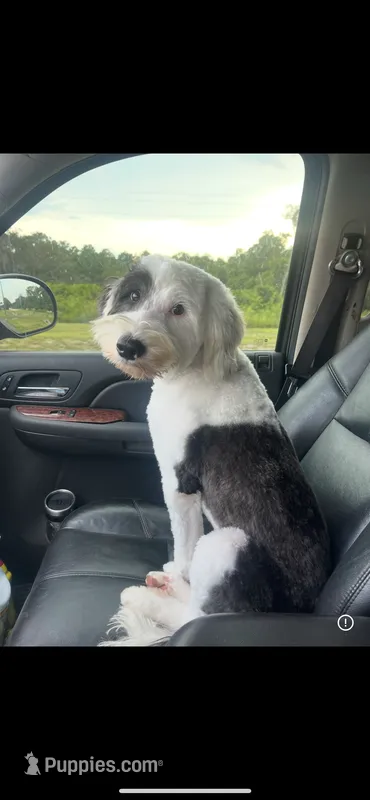 Eleven – Sheepadoodle puppy for sale in Saint Cloud, FL