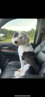 Eleven, a female Sheepadoodle for sale in Saint Cloud, FL – 1 of 1