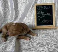 Tootsie , a female Miniature Goldendoodle for sale in Saint Cloud, FL – 3 of 3