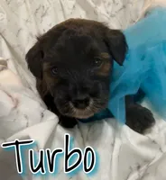Turbo, a male Miniature Goldendoodle for sale in Saint Cloud, FL – 3 of 5