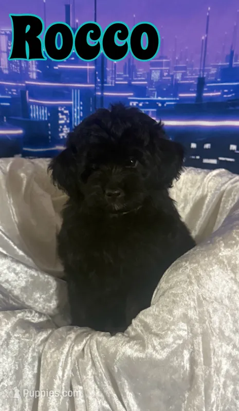 Rocco  – Miniature Goldendoodle puppy for sale in Saint Cloud, FL