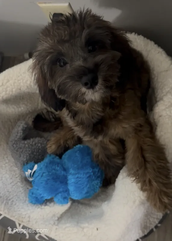 Turbo – Miniature Goldendoodle puppy for sale in Saint Cloud, FL