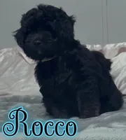 Rocco , a male Miniature Goldendoodle for sale in Saint Cloud, FL – 5 of 8
