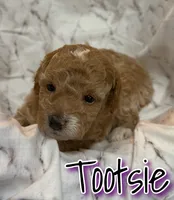 Tootsie , a female Miniature Goldendoodle for sale in Saint Cloud, FL – 5 of 6