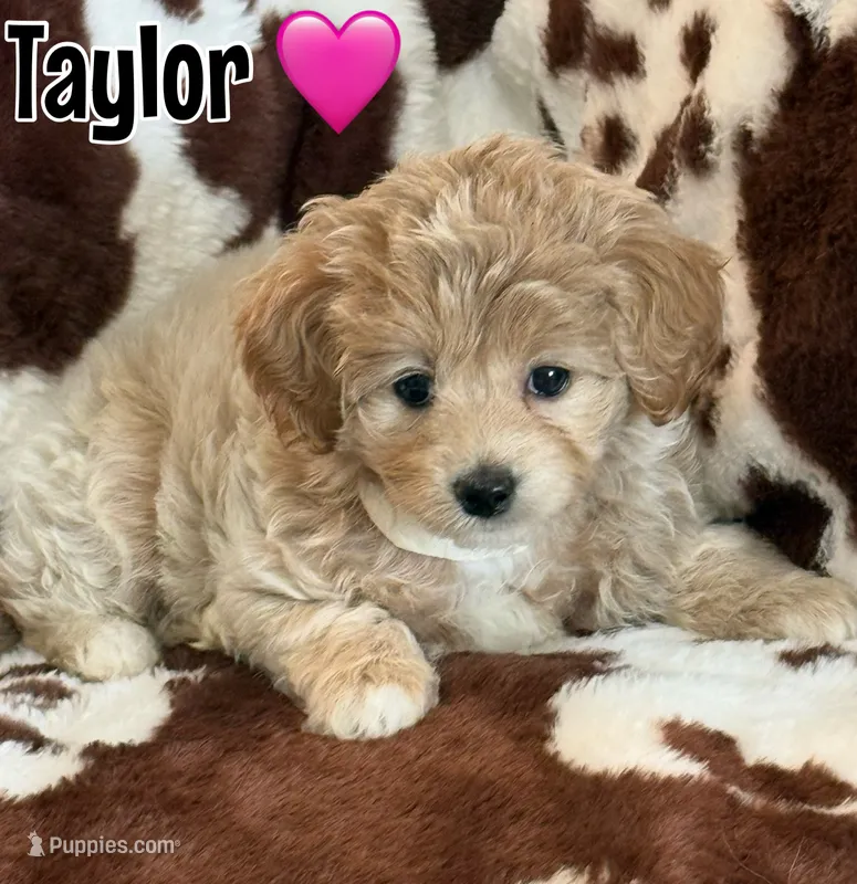 Taylor – Miniature Goldendoodle puppy for sale in Saint Cloud, FL