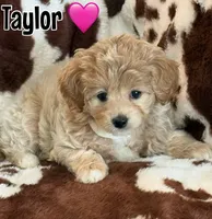 Taylor, a female Miniature Goldendoodle for sale in Saint Cloud, FL – 1 of 6