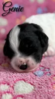 Genie*mini*, a female Sheepadoodle for sale in Saint Cloud, FL – 2 of 5
