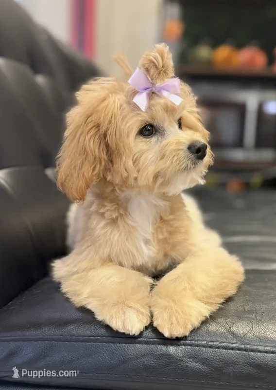 Taylor – Miniature Goldendoodle puppy for sale in Saint Cloud, FL