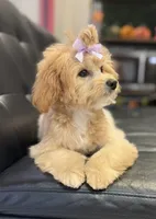Taylor, a female Miniature Goldendoodle for sale in Saint Cloud, FL – 2 of 7