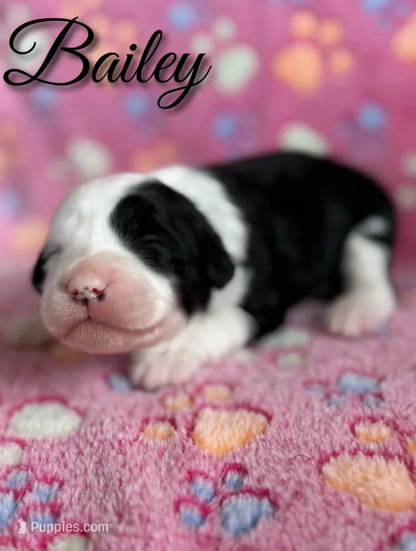 Bailey*mini* – Sheepadoodle puppy for sale in Saint Cloud, FL