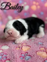 Bailey*mini*, a female Sheepadoodle for sale in Saint Cloud, FL – 1 of 5