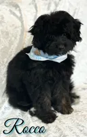 Rocco , a male Miniature Goldendoodle for sale in Saint Cloud, FL – 2 of 8