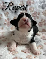 Rupert*Mini*, a male Sheepadoodle for sale in Saint Cloud, FL – 2 of 5