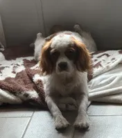 Rebel, a female Cavalier King Charles Spaniel for sale in Saint Cloud, FL – 3 of 4
