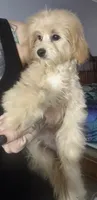 Taylor, a female Miniature Goldendoodle for sale in Saint Cloud, FL – 7 of 7