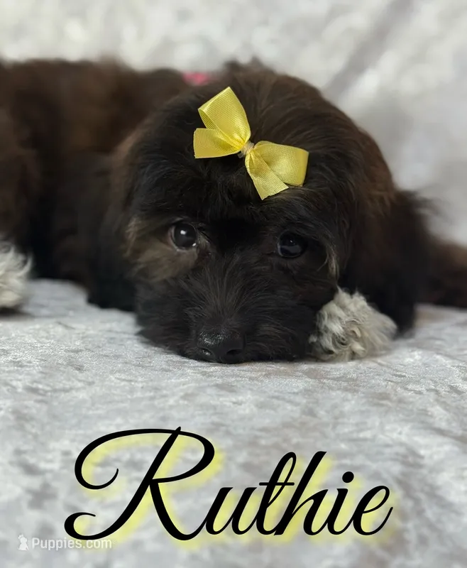 Ruthie – Miniature Goldendoodle puppy for sale in Saint Cloud, FL