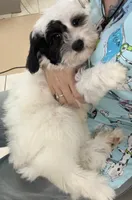 Koda *micro mini*, a male Sheepadoodle for sale in Saint Cloud, FL – 2 of 4
