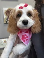 Princess, a female Cavapoo for sale in Saint Cloud, FL – Photo 1 of 3