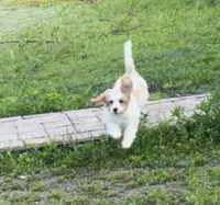 Princess, a female Cavapoo for sale in Saint Cloud, FL – Photo 2 of 3