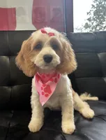 Princess, a female Cavapoo for sale in Saint Cloud, FL – Photo 3 of 3