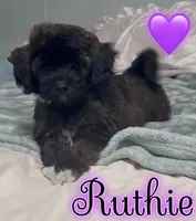 Ruthie, a female Miniature Goldendoodle for sale in Saint Cloud, FL – 1 of 2