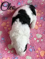 Cleo*mini*, a female Sheepadoodle for sale in Saint Cloud, FL – 3 of 5
