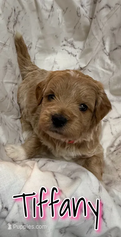Tiffany – Miniature Goldendoodle puppy for sale in Saint Cloud, FL