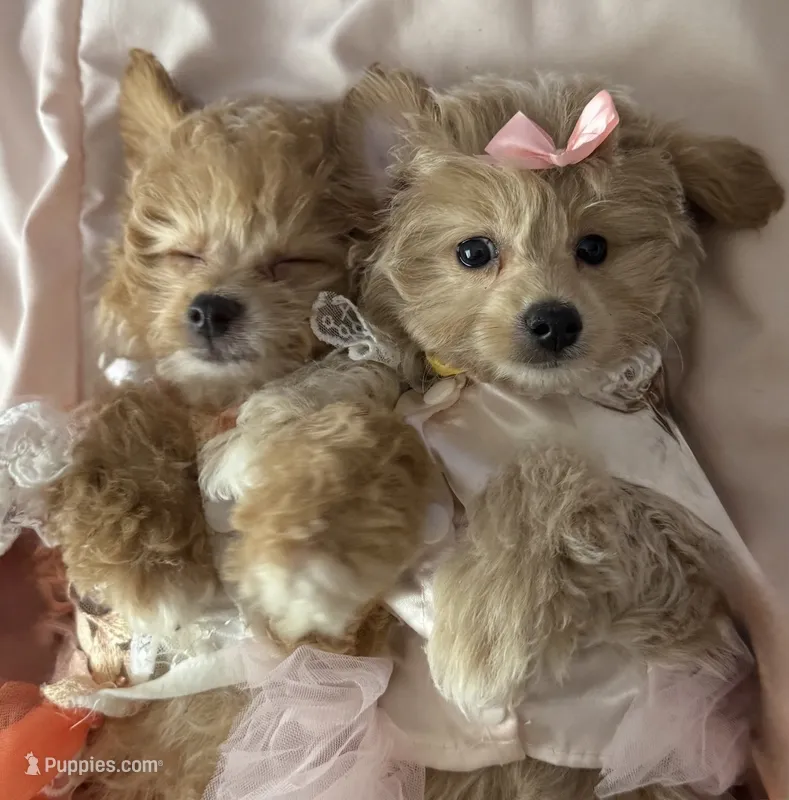 Tootsie  – Miniature Goldendoodle puppy for sale in Saint Cloud, FL