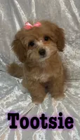Tootsie , a female Miniature Goldendoodle for sale in Saint Cloud, FL – 4 of 8